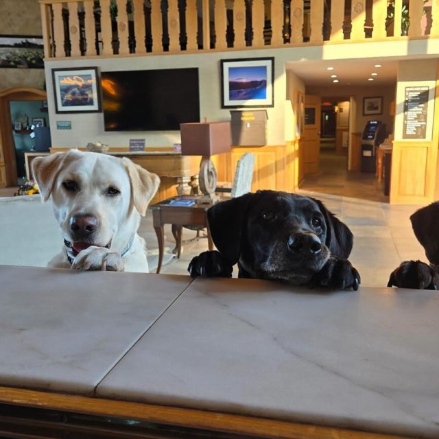 Happy #InternationalDogDay 🦮🐾
Share your #dogphotos! Tag us in your photos of your pup enjoying their stay at the Golden Arrow! 
#dogday #lakeplacid #adks #adkdogs #vacationdogs #adirondacks #hotel #resort #lakeside #vacationmode #getaway