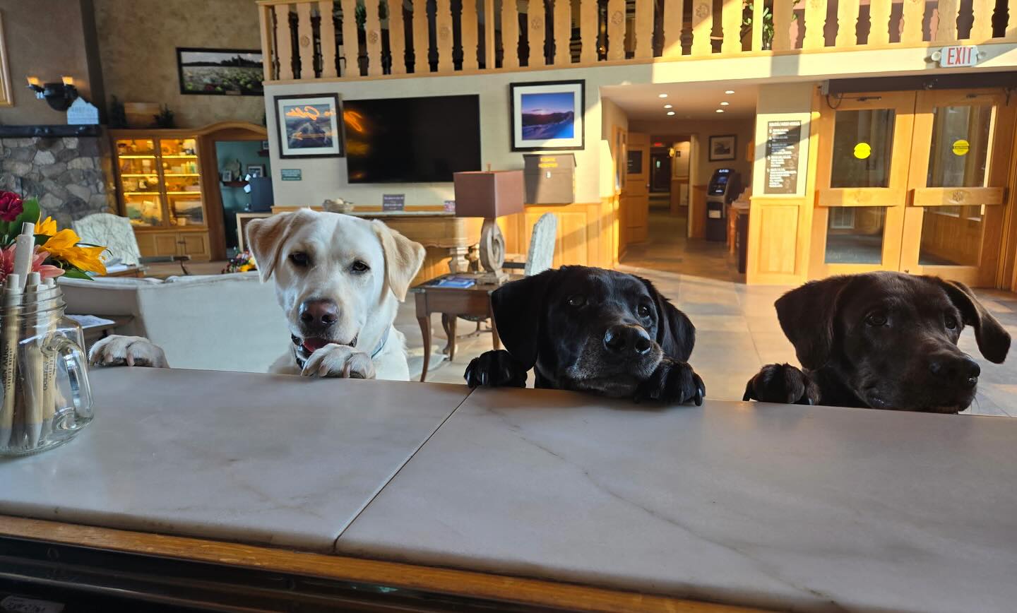 Happy #InternationalDogDay 🦮🐾
Share your #dogphotos! Tag us in your photos of your pup enjoying their stay at the Golden Arrow!
#dogday #lakeplacid #adks #adkdogs #vacationdogs #adirondacks #hotel #resort #lakeside #vacationmode #getaway