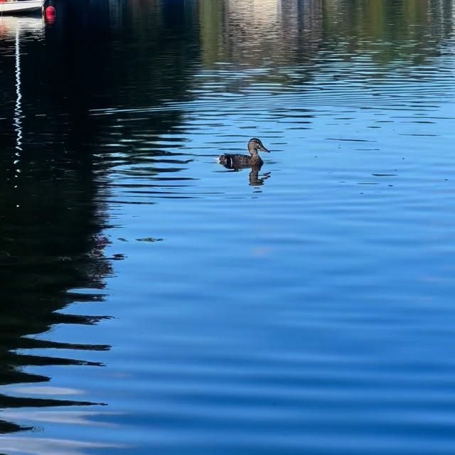 Enjoying the lake on this beautiful sunny day 🦆☀️
#lakeplacid #mirrorlake #falliscoming #adks #adirondacks #lakeside #resort #lakelife #lpgoldenarrow #perfectdayadk #vacationmode #upstateny #hotel #lakeplacidhotel