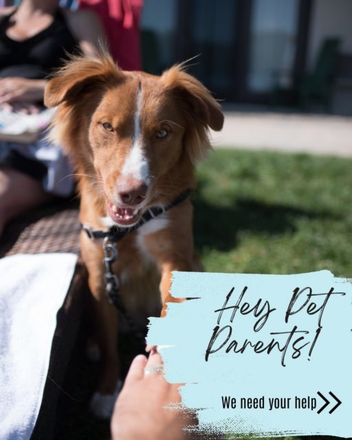 Pet Parents! We are working on a project and need your help!

We’re trying to collect as many pet photos as we can. We want to see your pet(s) enjoying their stay at the Golden Arrow - whether playing outside, getting cookies from the front desk, or napping in bed - share them all!!

Check out slide two for all the ways you can share your photos.

#petfriendly #doghotel #lakeplacid #pettravel