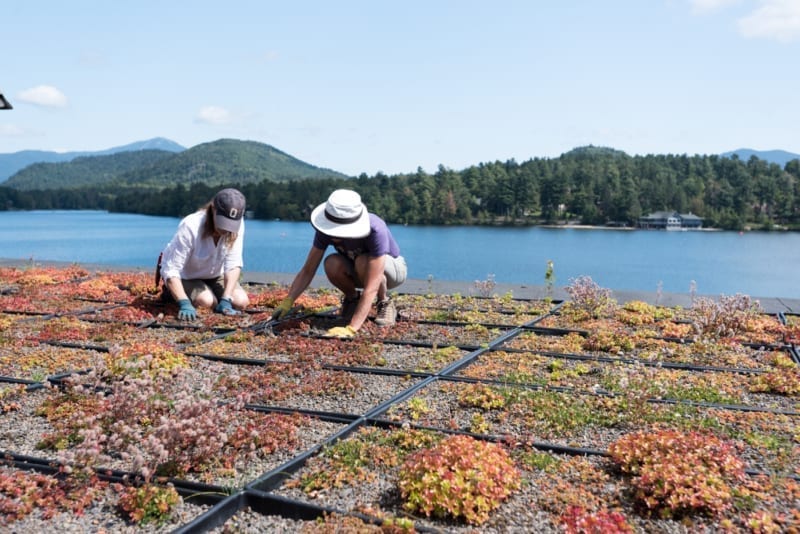 GoldenArrow_0817_0174 Green Roof