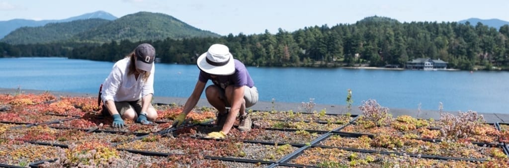 working on the green roof