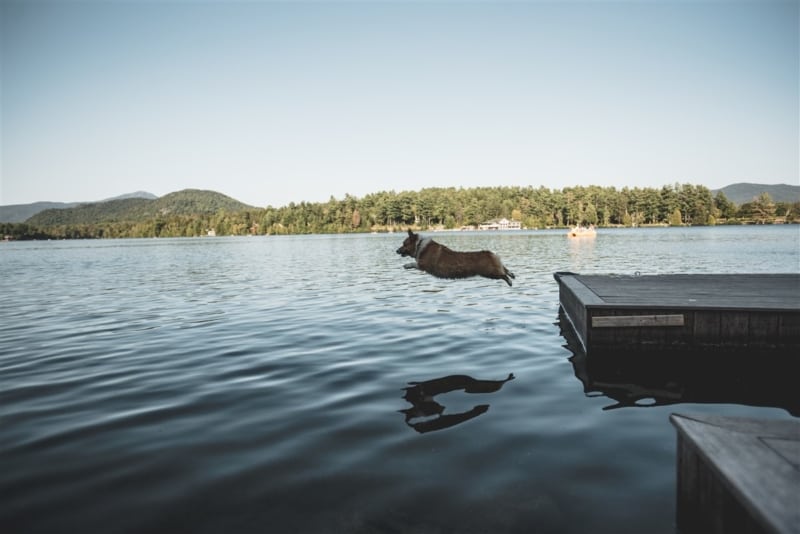Your pets will love swimming in the lake Pet jumping off dock in to Mirror Lake