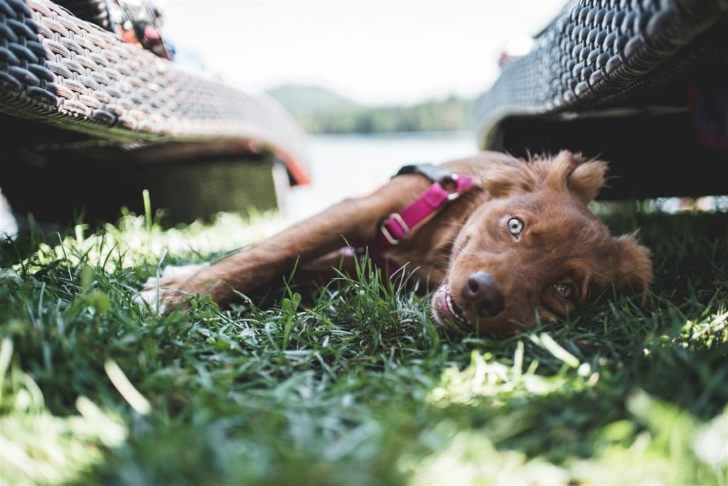 dog laying in the grass