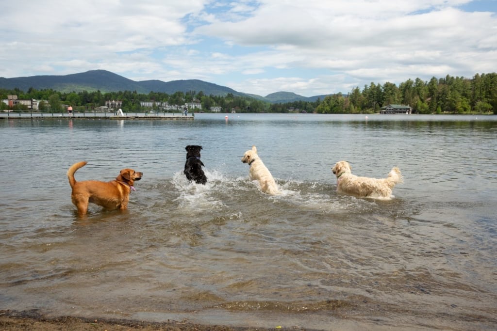 Dogs playing in mirror lake, a dog friendly spot in lake placid