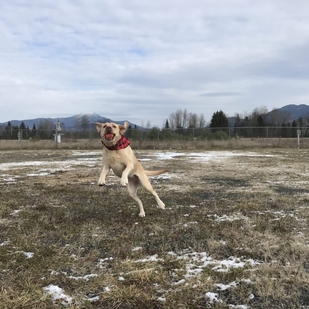 Eden jumping in a field in winter