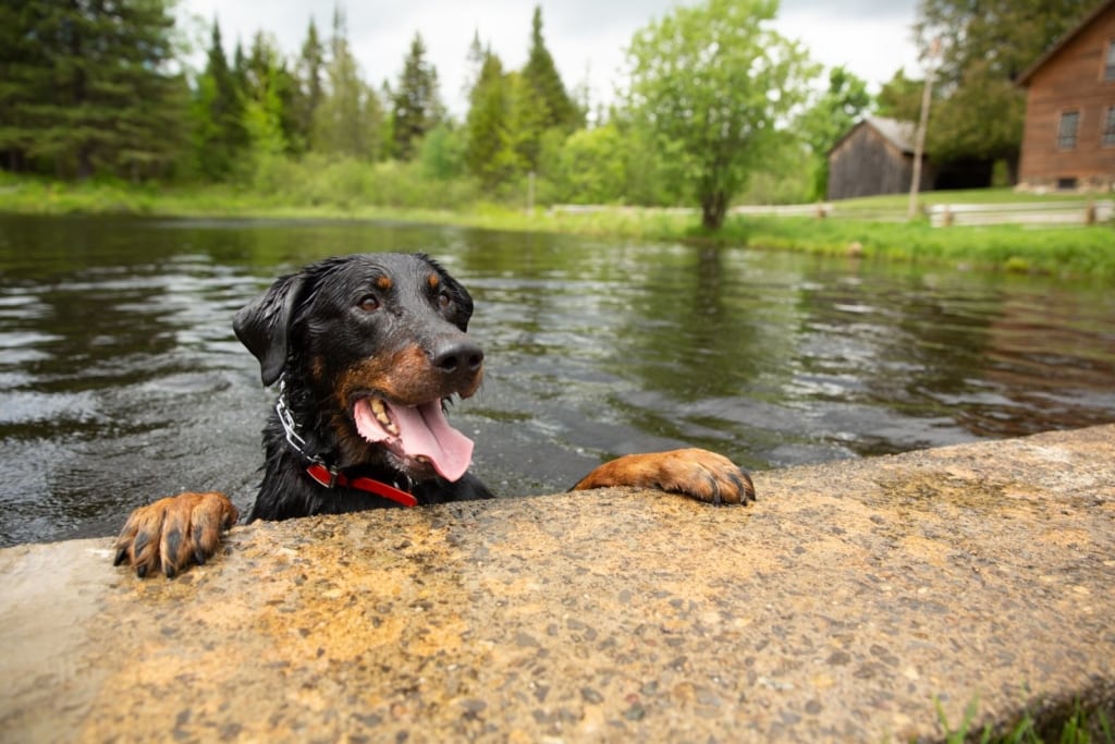 Dog Friendly Spots in Lake Placid - Golden Arrow Lakeside Resort