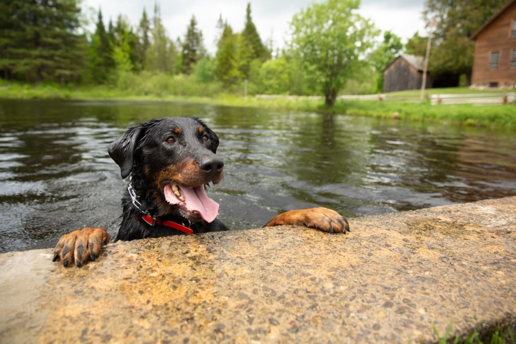 dog swimming at dog friendly spot john brown farm