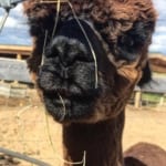 Alpaca