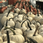 close-up of small white pumpkins