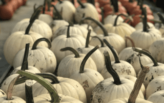 close-up of small white pumpkins