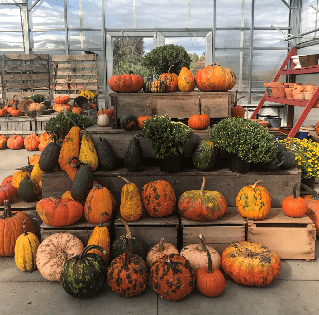 a variety of pumpkins on crates