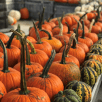 close up of pumpkins