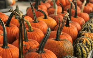 close up of pumpkins