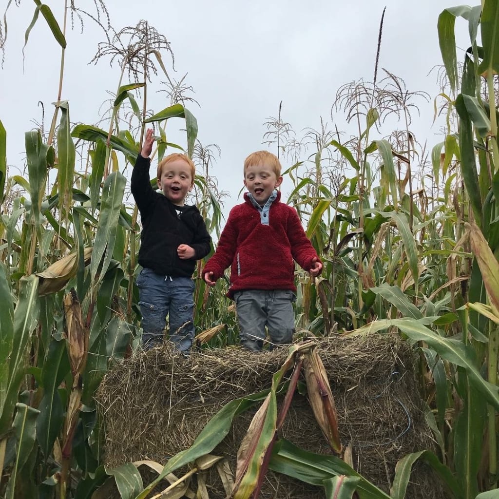 two little boys play in corn maze