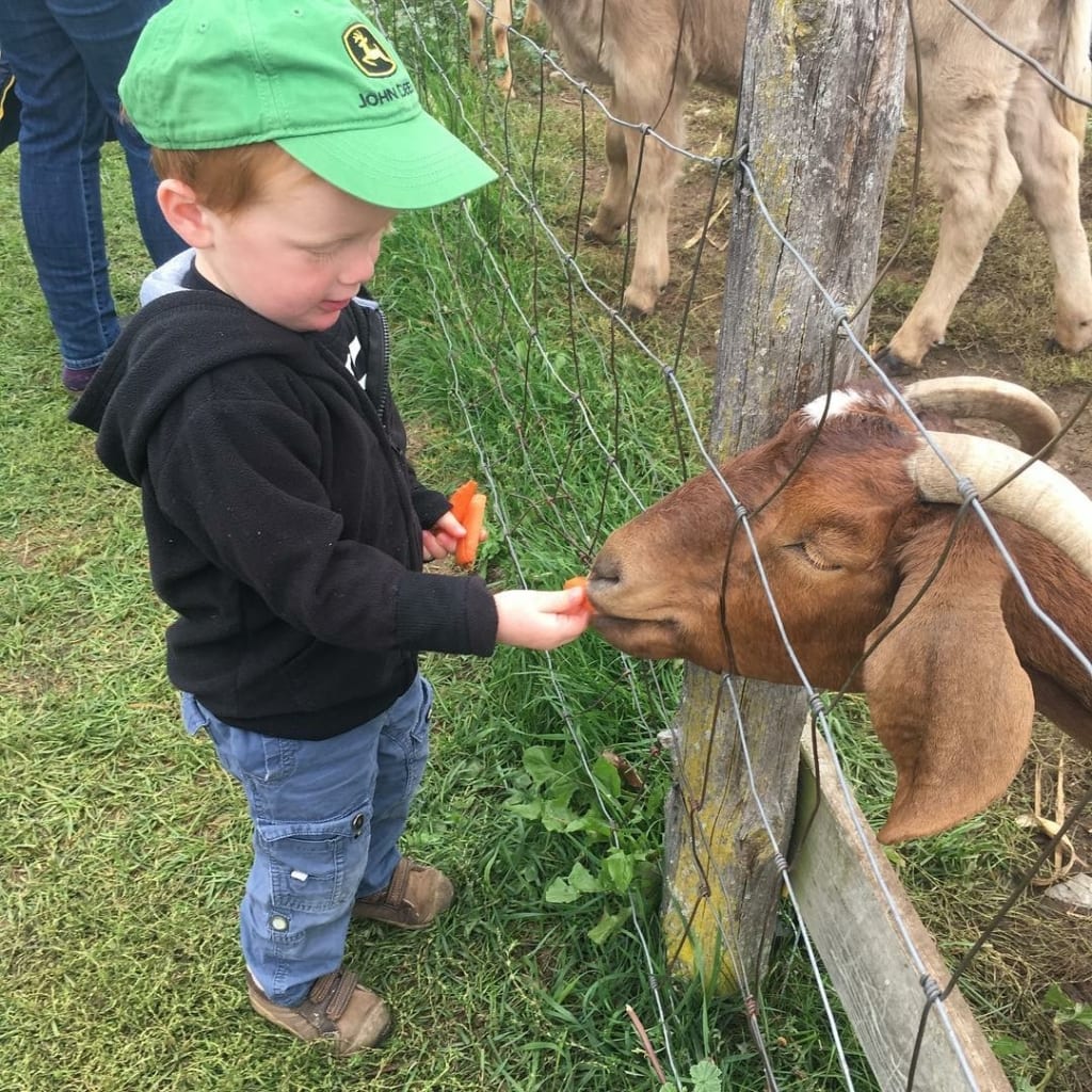 little boy feeding goat