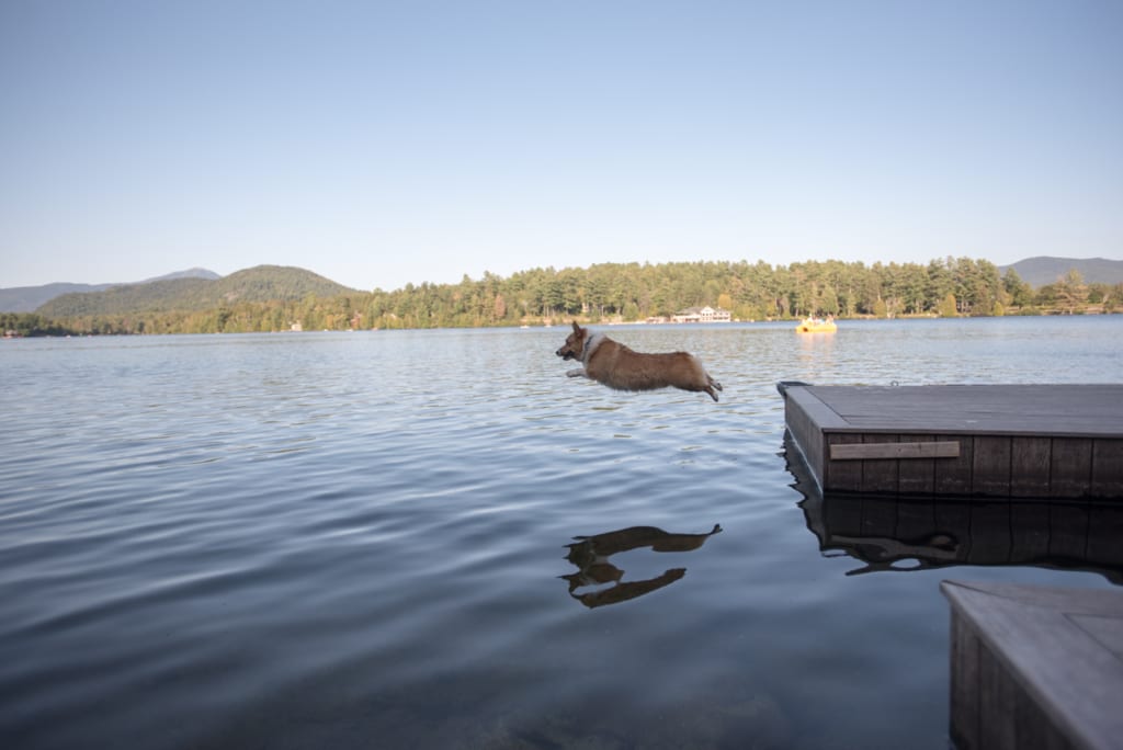 dog jumping off a dock