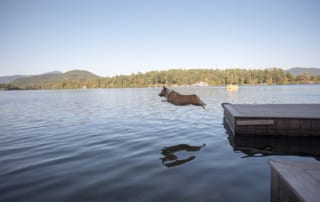 dog jumping off a dock