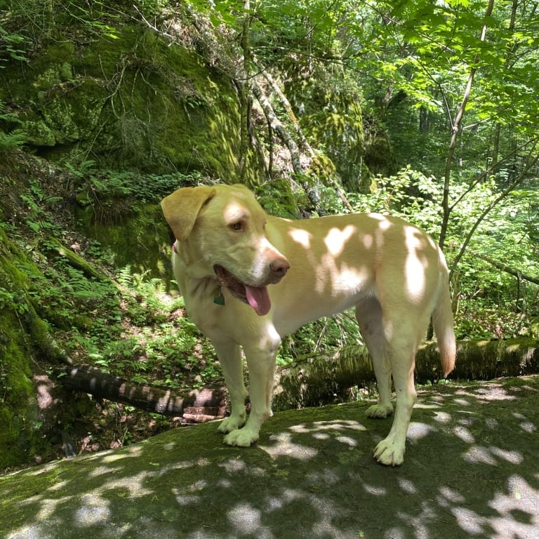 Eden standing on a rock in Henry's Woods