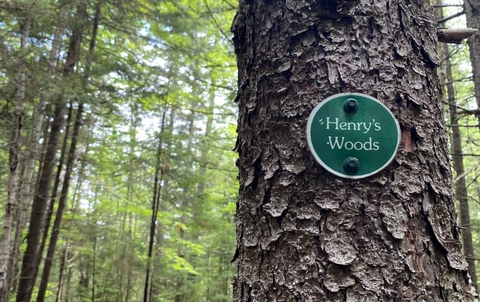 green marker on tree at henry's woods