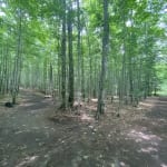 Heaven Hill forest trails
