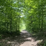 Heaven Hill forest trail