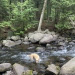 Eden playing in Peninsula Trail creek