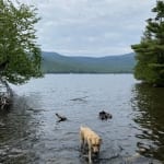 Lake Placid from Peninsula Trail. Doggie in the water.