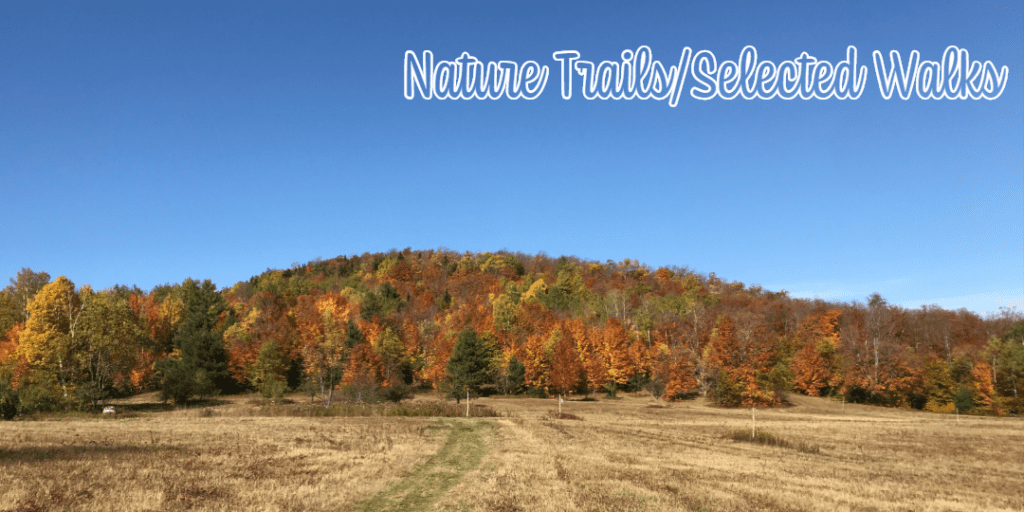 fall foliage at Heaven Hill Nature Trail