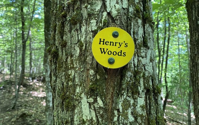 yellow marker on tree at henry's woods