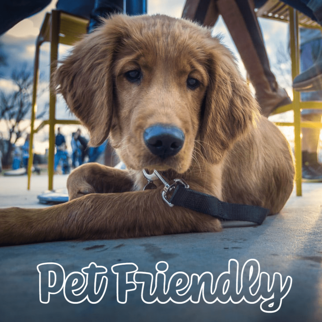 Dog sitting under a table. Text: Pet Friendly