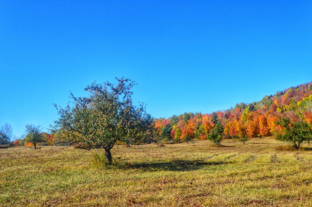 Heaven Hill Leaves in autumn