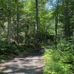 Henry's Woods forest trail