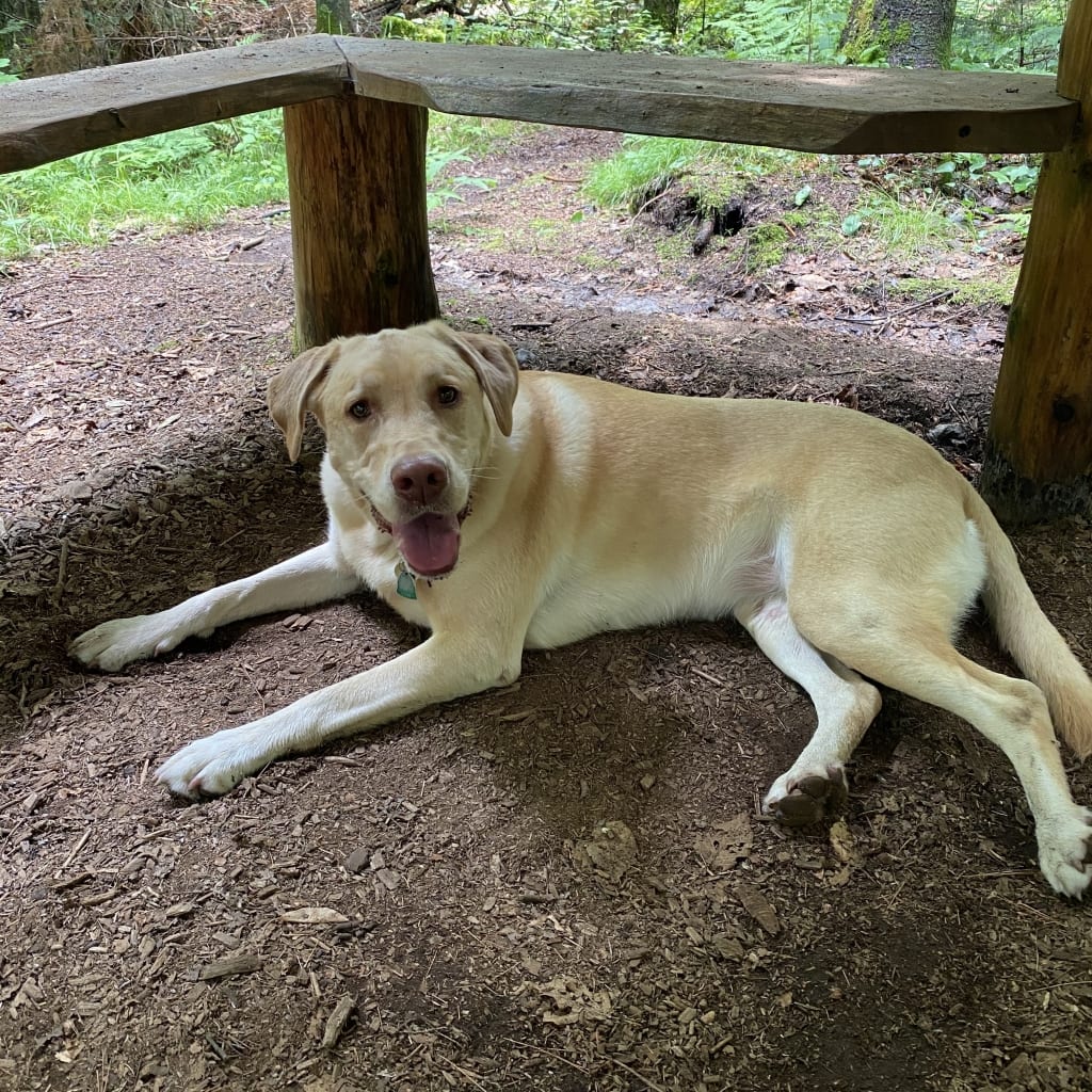 Yellow Labrador laying down at henry's woods