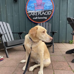 Yellow lab sitting out front of the Lake Placid Pub