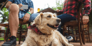 Dog Friendly Dining