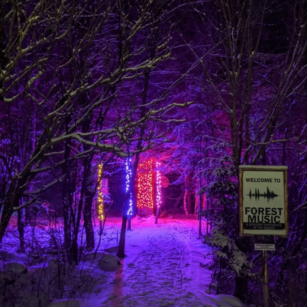 Trees with lights at night