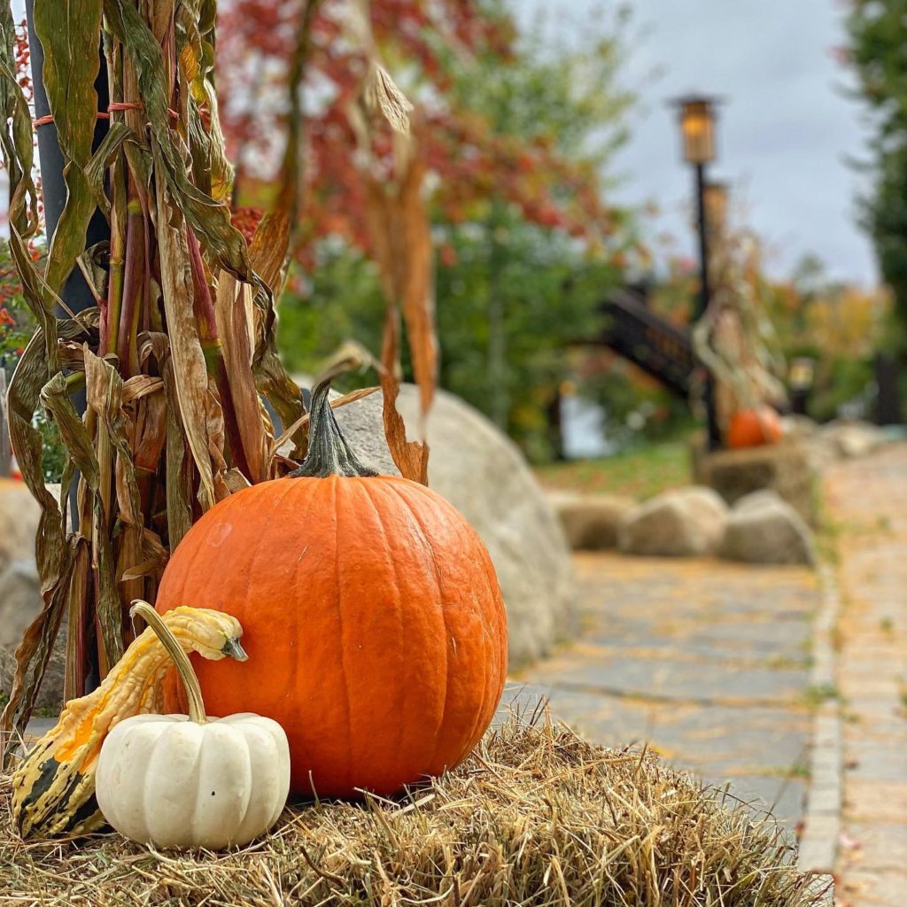 Pumpkins on hay bales at the Golden Arrow