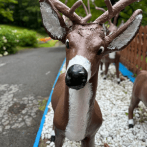 Visit Santa's Workshop at the North Pole, NY to see the reindeer!