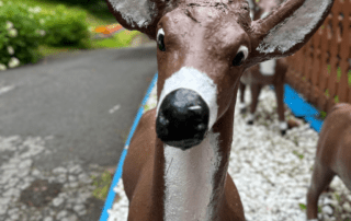 Visit Santa's Workshop at the North Pole, NY to see the reindeer!