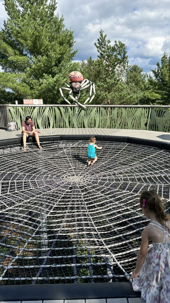 Take a Walk on the Wild Side at the Wild Center​ - the spider's web