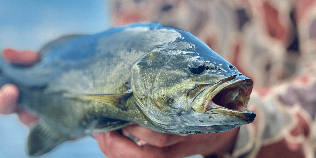 fish with Adirondack Anglers