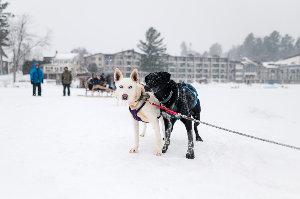 dog sled on Mirror Lake in Lake Placid, NY