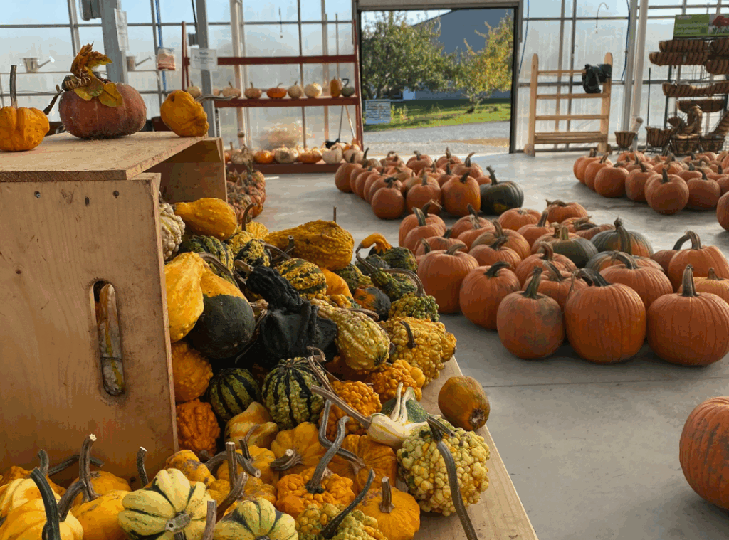 Check out a local orchard this fall in the Adirondacks