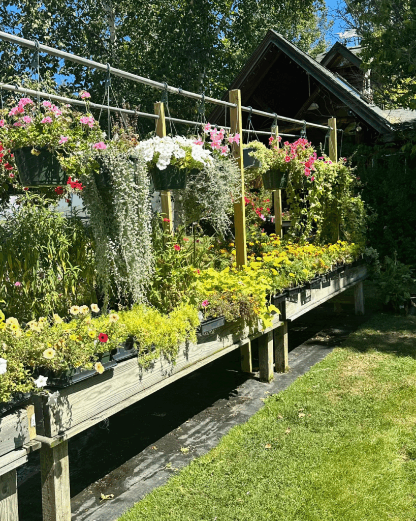 East Branch Organics in Keene offers annuals and perennials