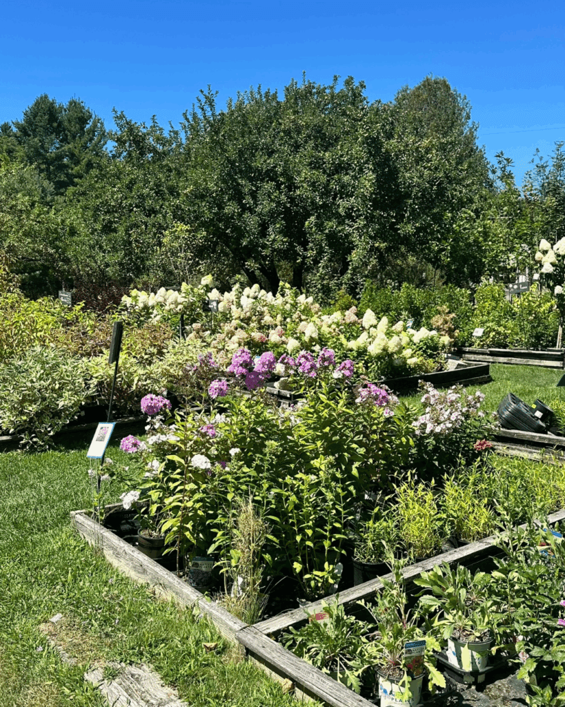 East Branch Organics in Keene offers annuals and perennials
